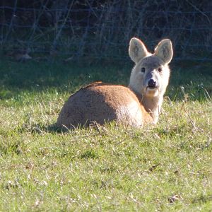 Passage through Asia - Chinese water deer 190322