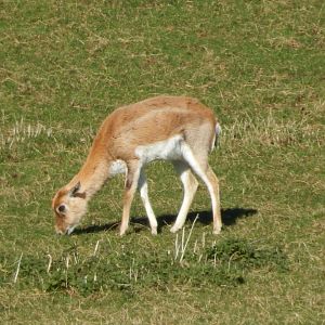 Passage through Asia - female Blackbuck 190322