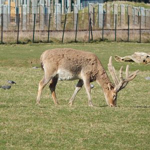 Passage through Asia - Pere David's deer 190322