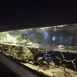 Cuvier's Dwarf Caiman Tank