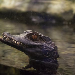 Cuvier's Dwarf Caiman