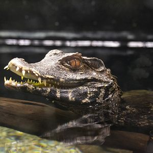 Cuvier's Dwarf Caiman