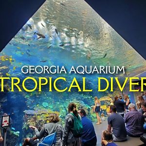 Tropical Diver | Zoo Tours