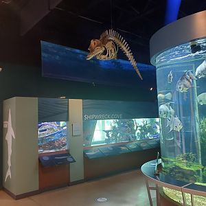 Cox Science Center & Aquarium (2021) - Aquarium Room