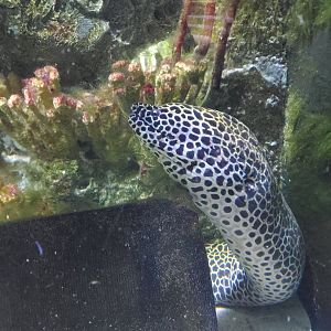 Cox Science Center & Aquarium (2021) - Moray Eel