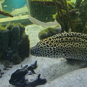 Cox Science Center & Aquarium (2021) - Moray Eel