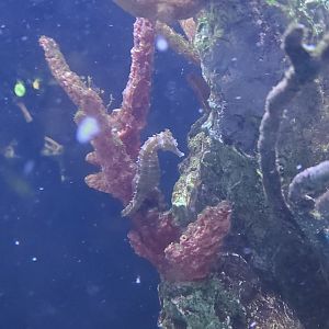Cox Science Center & Aquarium (2021) - Lined Seahorse