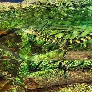 Cox Science Center & Aquarium (2021) - Baby Alligators