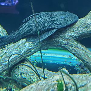 Cox Science Center & Aquarium (2021)