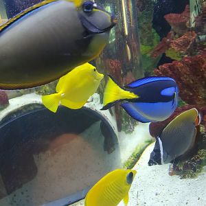 Cox Science Center & Aquarium (2021)