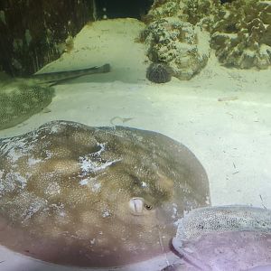 Cox Science Center & Aquarium (2021) - Rays