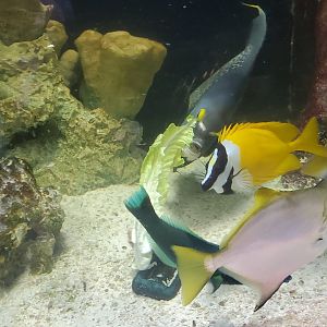 Cox Science Center & Aquarium (2021) - Feeding Frenzy