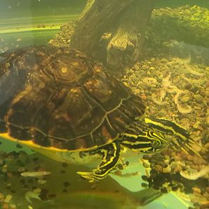 Cox Science Center & Aquarium (2021) - Pond Slider