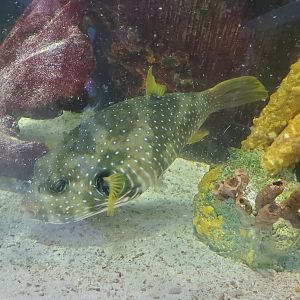 Cox Science Center & Aquarium (2021)