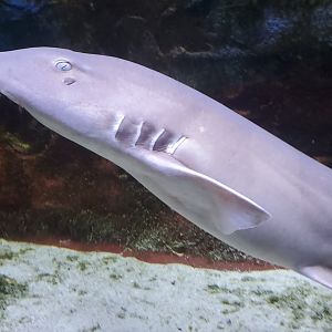 Cox Science Center & Aquarium (2021) - Nurse Shark