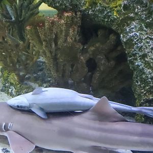 Cox Science Center & Aquarium (2021) - Best Friends