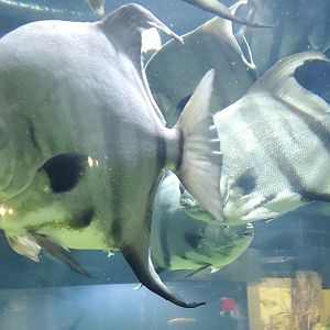 Cox Science Center & Aquarium (2021) - Spadefish