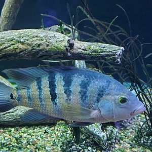 Cox Science Center & Aquarium (2021)