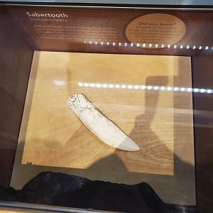 Cox Science Center & Aquarium (2021) - Sabertooth Tooth
