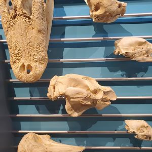 Cox Science Center & Aquarium (2021) - Skulls