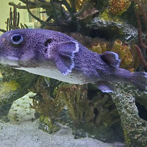 Cox Science Center & Aquarium (2021)