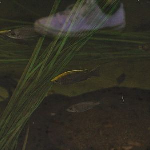 Sulfur-Head Peacock Cichlid