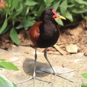 Wattled Jacana