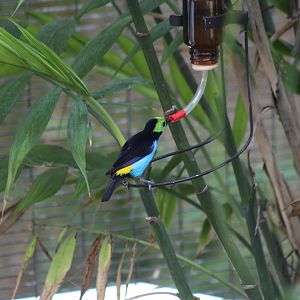 Yellow-Rumped Paradise Tanager