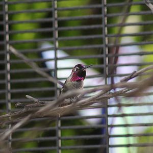 Anna's Hummingbird