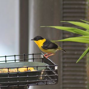 Golden-Collared Manakin