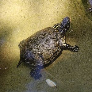 European Pond Turtle
