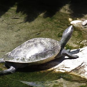Northern River Terrapin