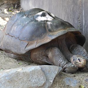 Galápagos giant tortoise