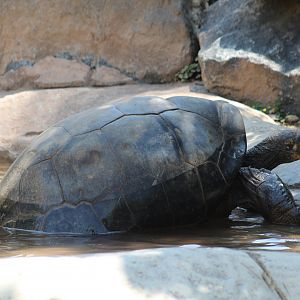 Galápagos giant tortoise