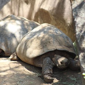 Galápagos giant tortoises