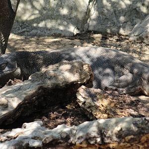 Black-Throated Monitor