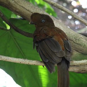 Female Andean Cock-of-the-Rock