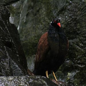 White-Naped Pheasant-Pigeon