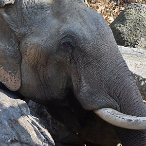 Asian elephant (Elephas maximus)
