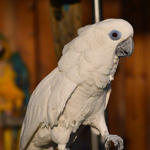 blue-eyed cockatoo (Cacatua ophthalmica)