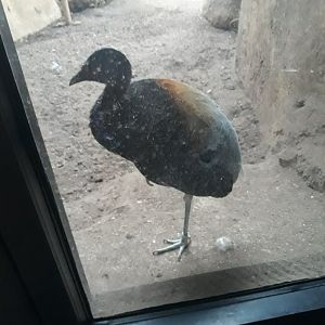 Grey-winged trumpeter