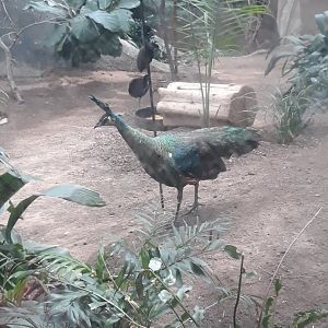 Green peahen