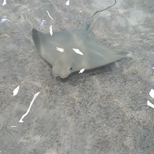 Cownose ray