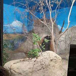 Hummingbird aviary 1