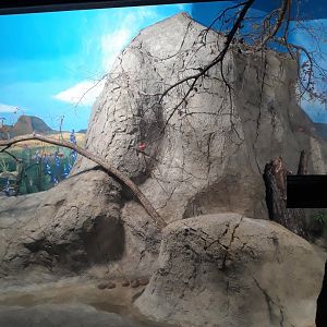 Hummingbird aviary 2