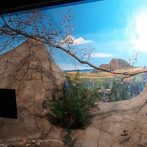 Hummingbird aviary 3