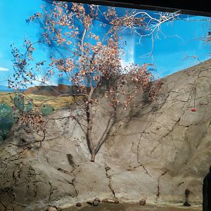 Hummingbird aviary 4