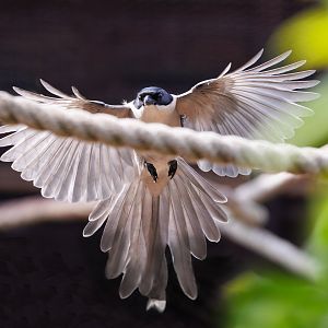Azure Winged Magpie / Hamerton / 3-5-22