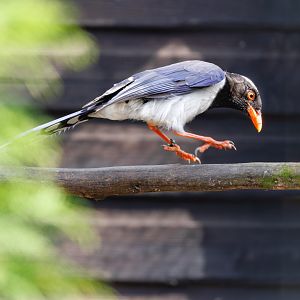Red-billed Blue Magpie / Hamerton / 3-5-22