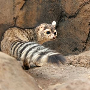 North American Cacomistle / Hamerton / 3-5-22